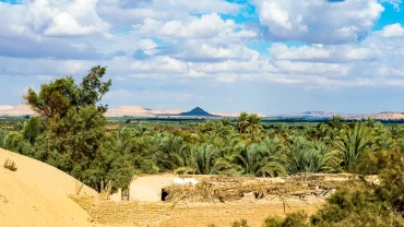 Bahariya Oasis